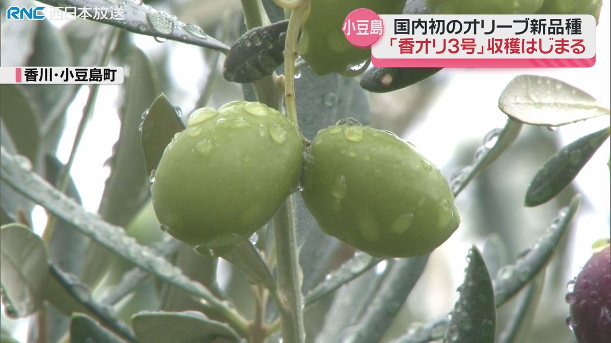 新品種のオリーブ収穫始まる　小豆島　更なるブランド力アップめざし