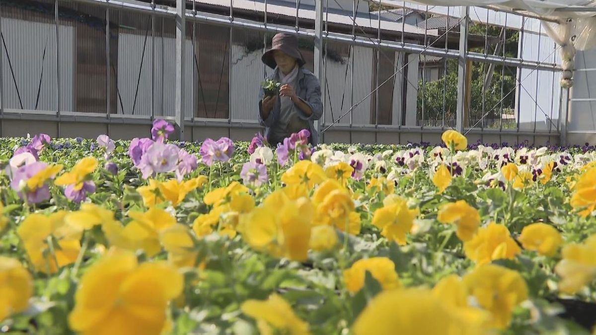 寒さに強い「冬の花」 パンジーの出荷が最盛期　三重・紀北町