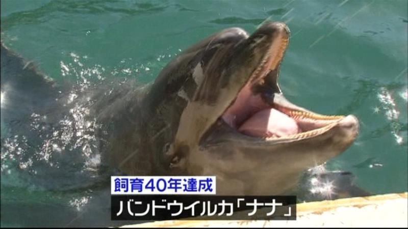 バンドウイルカ飼育４０年、国内１位　静岡