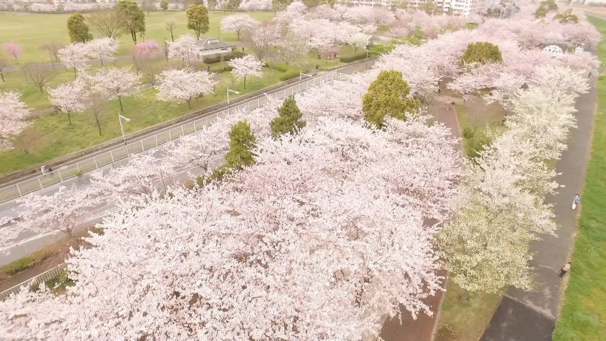 “空から花見”ドローンで見る満開の桜並木