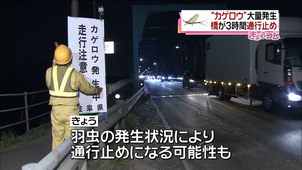 “カゲロウ”大量発生　橋が３時間通行止め