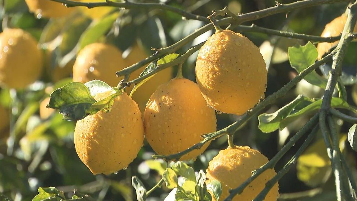 レモンの酸味とオレンジの甘みをあわせ持つ“マイヤーレモン”　収穫の最盛期迎える　三重・御浜町