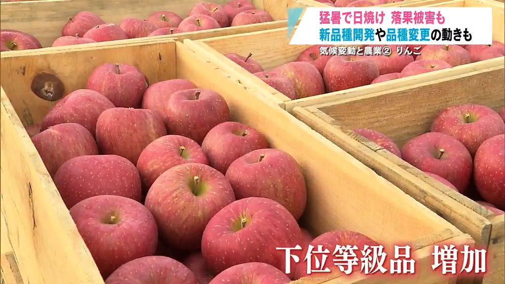 【特集】気候変動と農業②「りんご」 日焼け,落果,品質低下…1,000億円産業の未来は  青森県