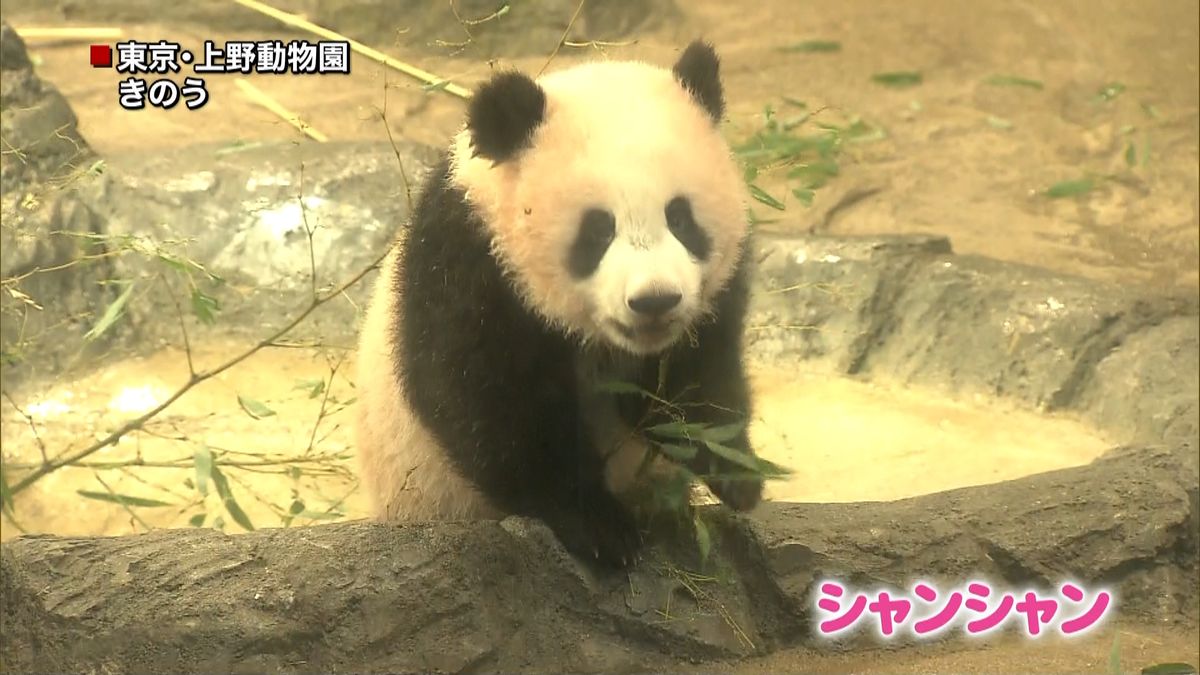 上野動物園のパンダ舎　移転・新設へ