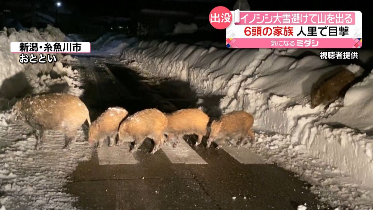 イノシシ“大雪”で人里に…ケガ人も　新潟