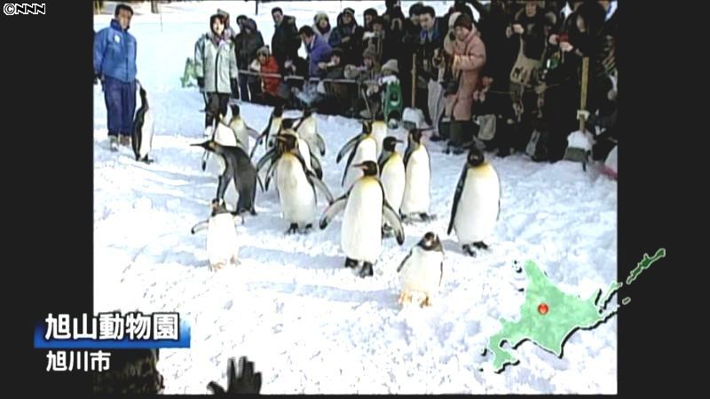 旭山動物園で「ペンギンの散歩」始まる