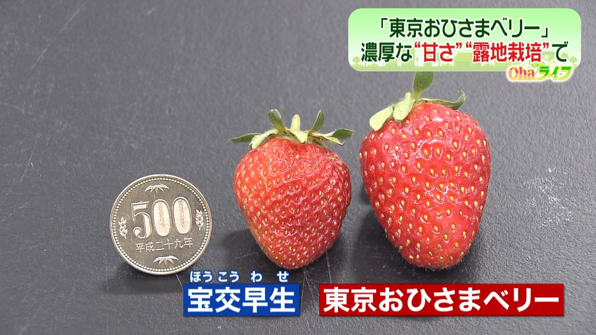 東京都が開発“新品種イチゴ”のお味は？