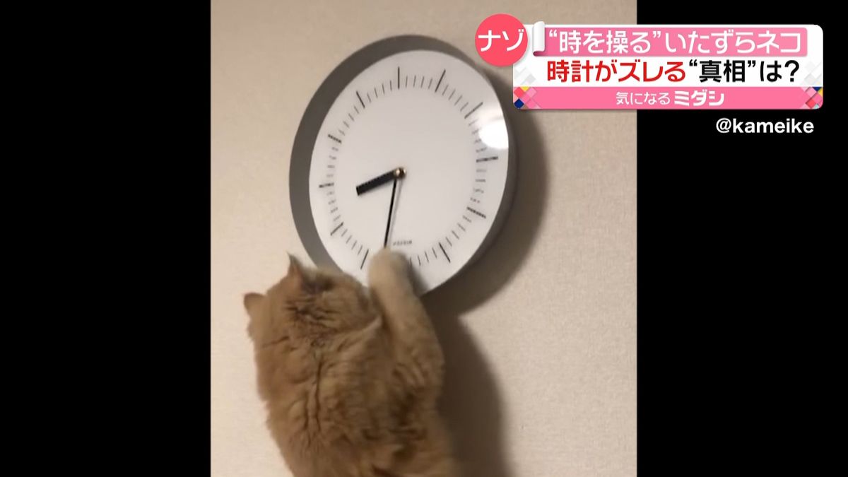時間がズレる時計　“時を操る”ネコが…