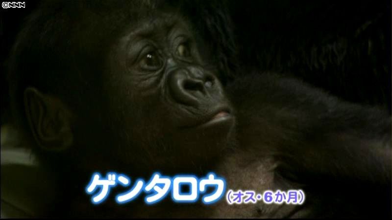 京都市動物園で赤ちゃんゴリラの命名式