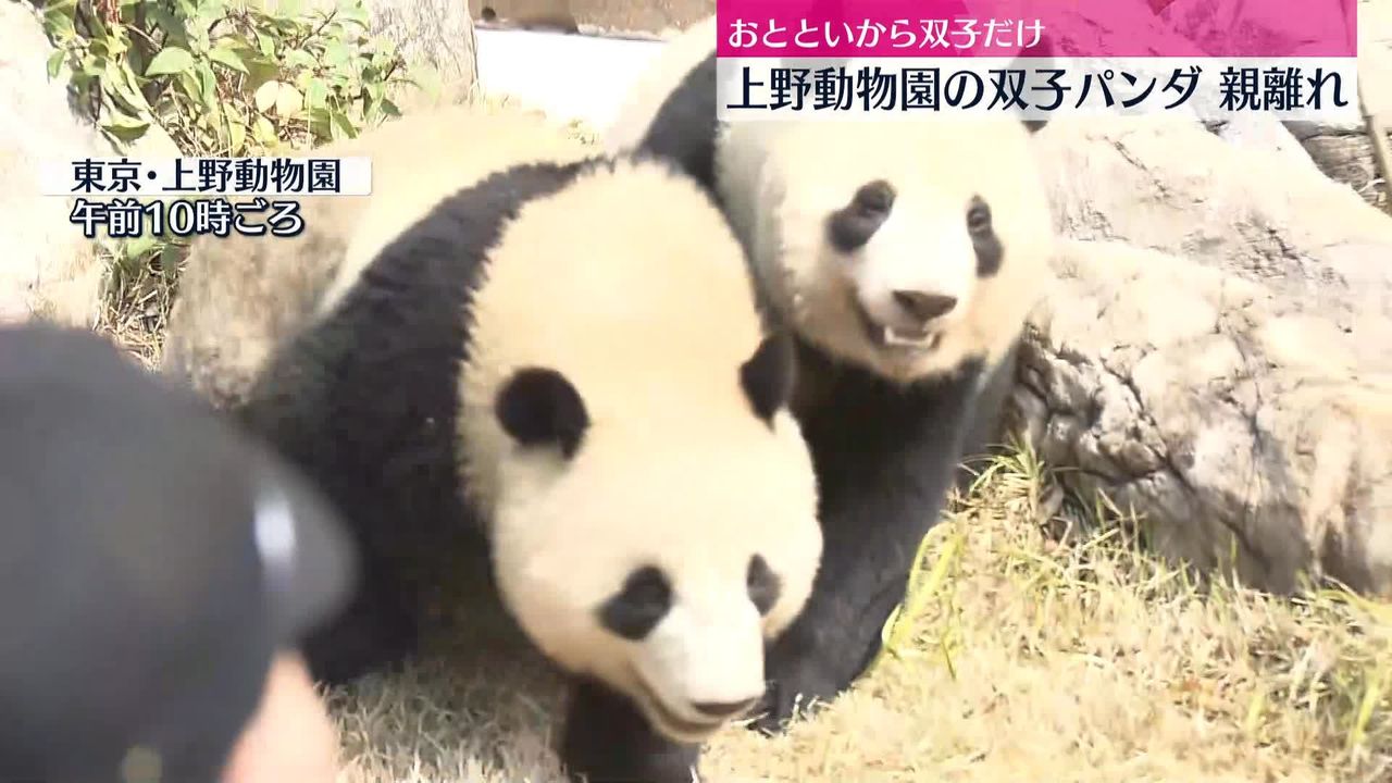 上野動物園の双子パンダが「親離れ」 シャオシャオはレイレイに甘え…（2023年3月21日掲載）｜日テレNEWS NNN