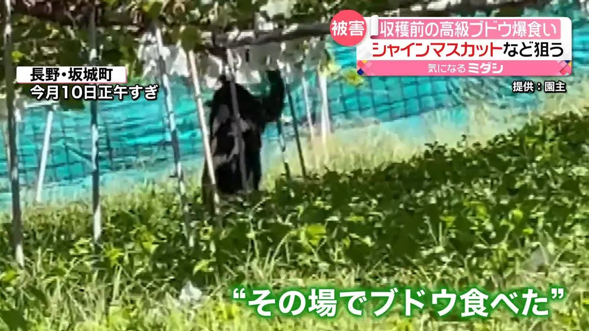 シャインマスカットも…クマが収穫前の高級ブドウ“爆食い”　今年だけで数千房の被害　長野