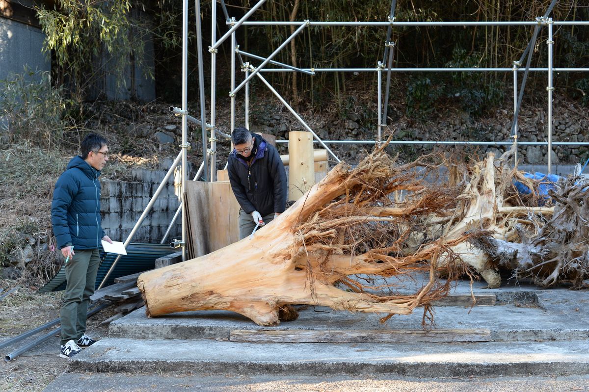 掘り出された大きな木の根