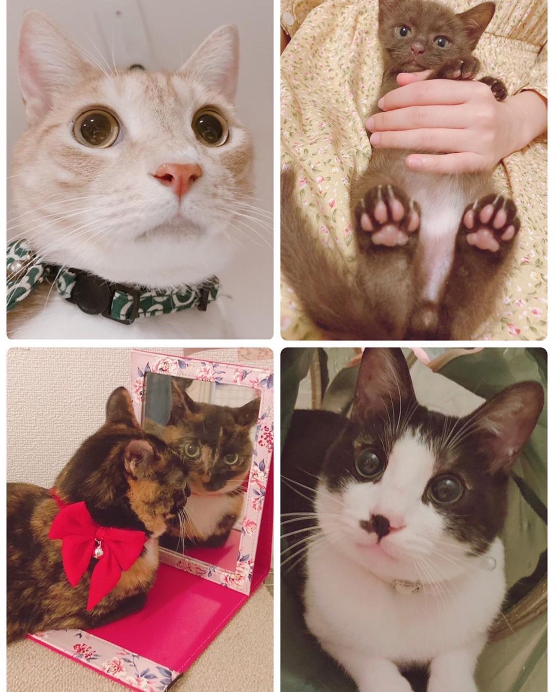 小田さんが現在飼っている愛猫4匹（モーニング娘。’23 オフィシャルインスタグラムより）