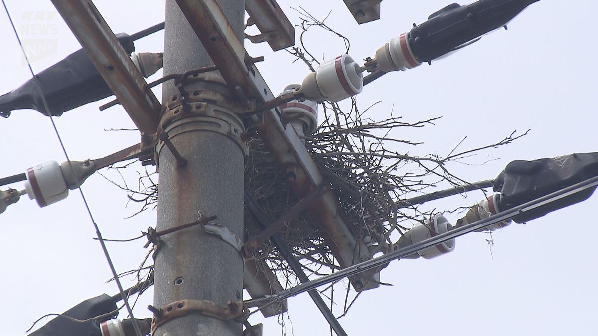 カーと鳴いたので上を見たら…電柱にカラスの巣が！歩道にたくさんの枝、カラスは卵かかえる！？