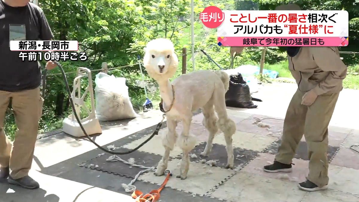 今年一番の暑さ相次ぐ　熱中症疑いで救急搬送も　アルパカは“涼しげな装い”に変身