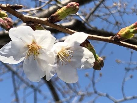 桜前線進行中♪　東京に続き横浜でも開花