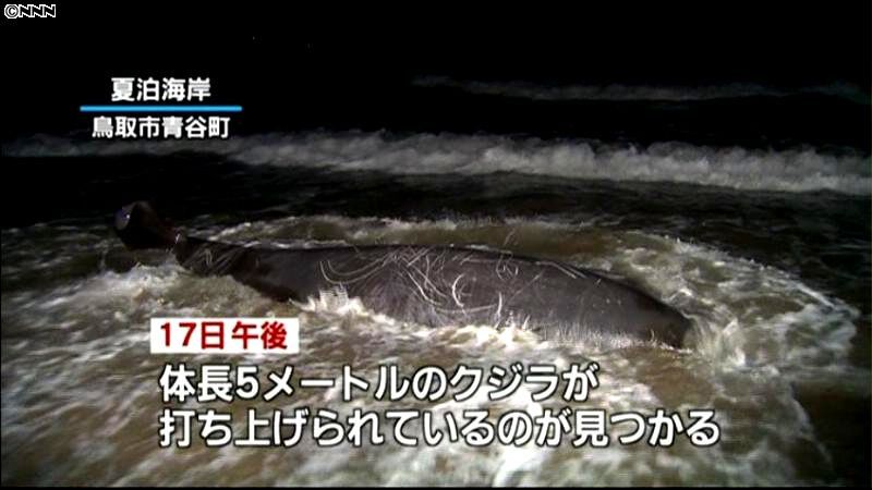 鳥取の海岸にまたクジラ打ち上げられる