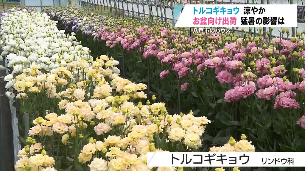 涼しげで上品　お盆の仏花として需要が高いトルコギキョウの収穫盛ん　八戸市