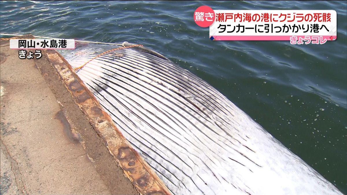 瀬戸内海の港にクジラ　船に引っかかり…