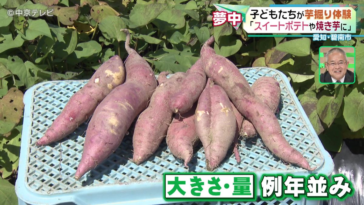 子どもたちが秋の味覚「さつまいも」の収穫体験　 愛知・碧南市