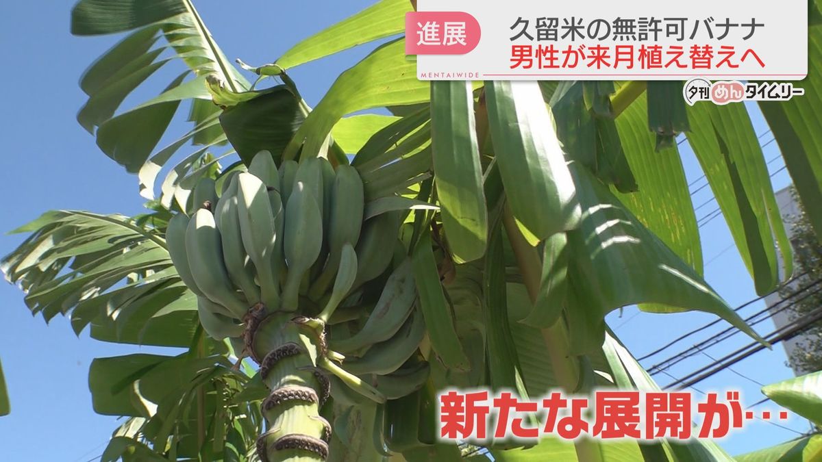 中央分離帯に無許可でバナナ植えた男性　11月に友人の畑に植え替えへ　福岡県久留米市