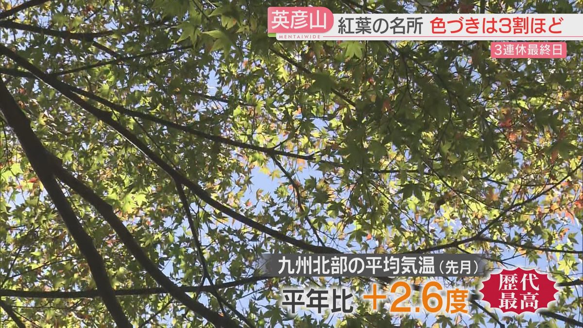 【3連休最終日】コスモス畑や紅葉の名所は例年と違う風景「出直さないと」　にぎわうカキ小屋…生育状況は　異例の暑さと大雨が影響　福岡