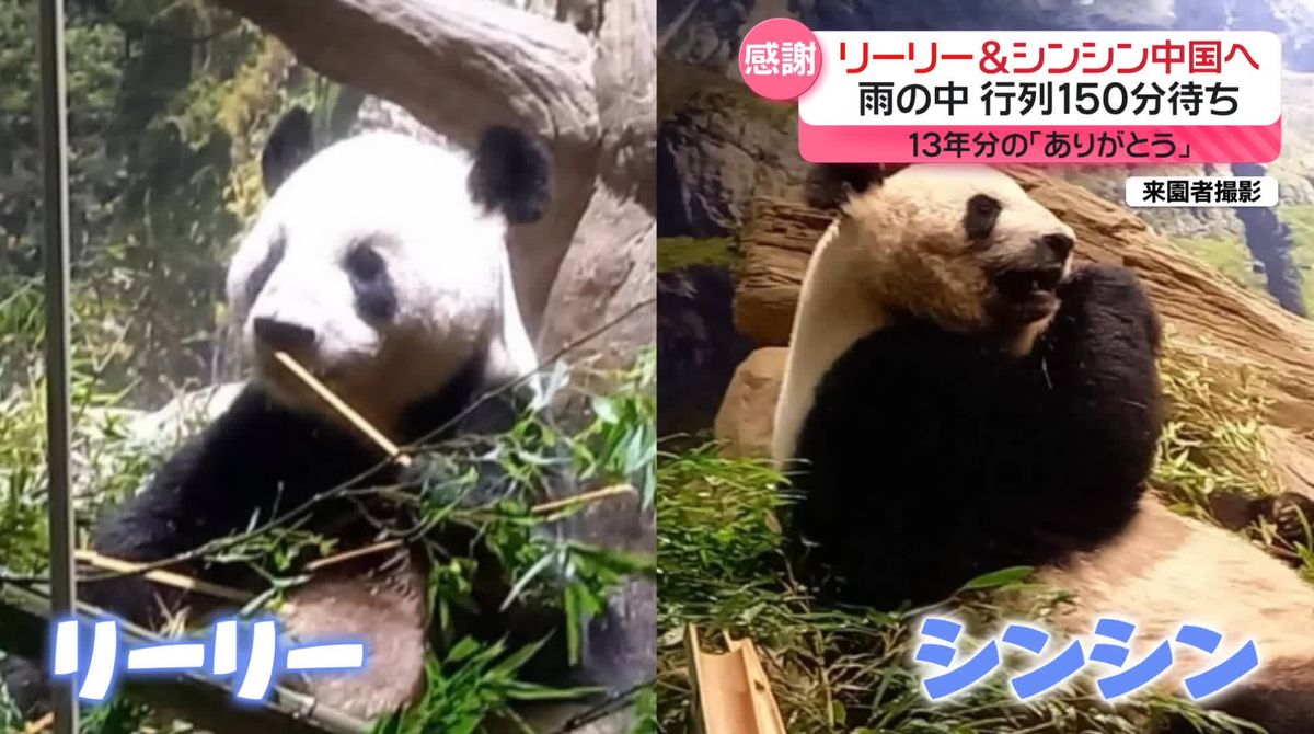 パンダのリーリー＆シンシンに「13年分のありがとう」　29日に中国へ返還　東京・上野動物園