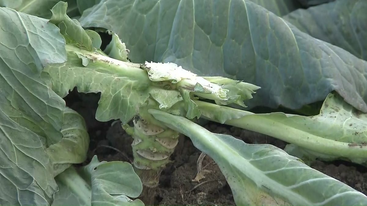 【速報】茨城県八千代町の畑で収穫前のキャベツ約1200個盗まれる…3日前には隣接する古河市で1200個の被害見つかる