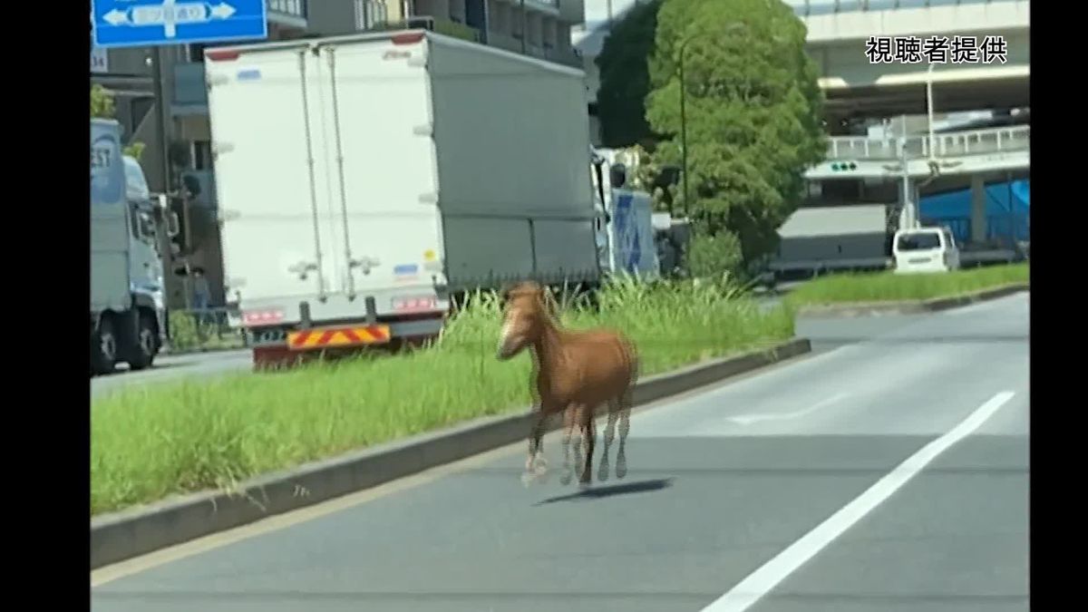 【動画】「馬が走っていた」通報　東京・江東区で小型の馬が脱走　約30分後に保護