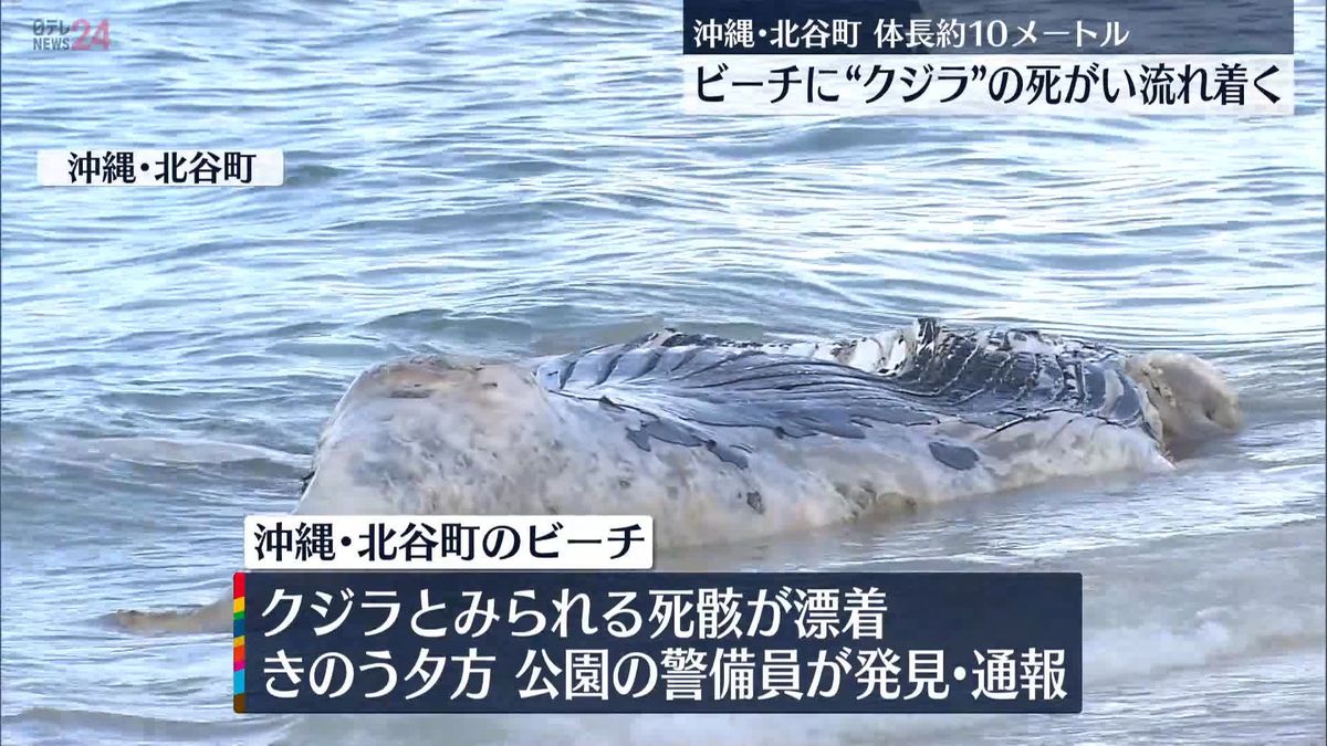 クジラとみられる死骸…ビーチに流れ着く　体長10メートル近く、傷み激しく　沖縄・北谷町