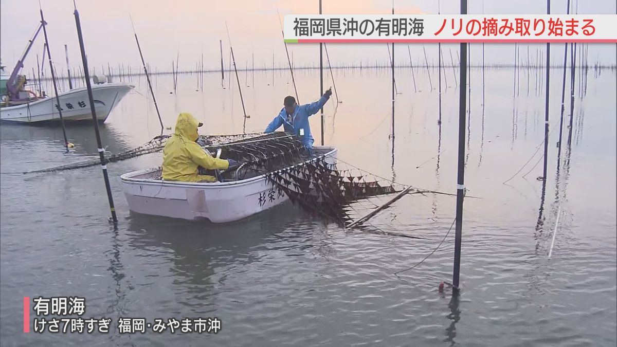 【秋芽】福岡県沖の有明海でノリの摘み取り始まる 生産者「やわらかくて、おいしいノリだと思います」