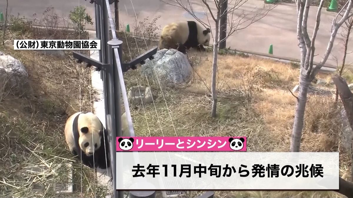 上野動物園　パンダ２頭が「お見合い」