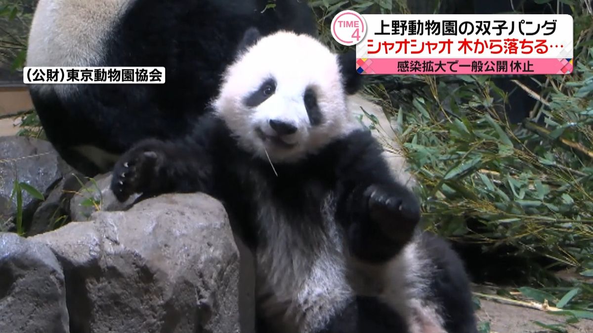 上野の双子パンダ　木登り楽しむ最新映像