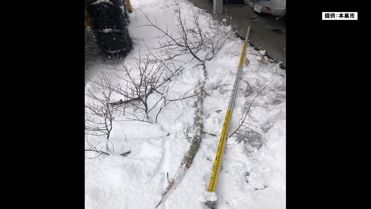 国の天然記念物「根尾谷淡墨ザクラ」の枝折れる　今月4日からの大雪が原因　岐阜・本巣市