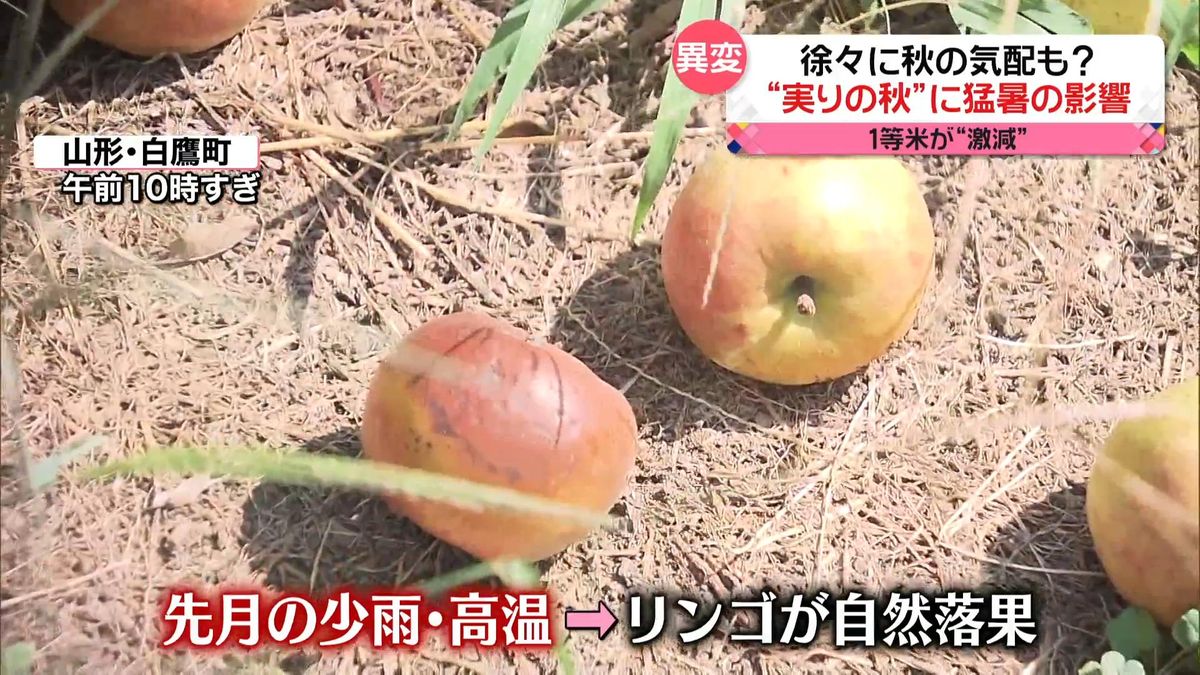 暑さいつまで？　東京82回目の真夏日　実りの秋に猛暑の影響…リンゴ落果　新米が前代未聞の事態に