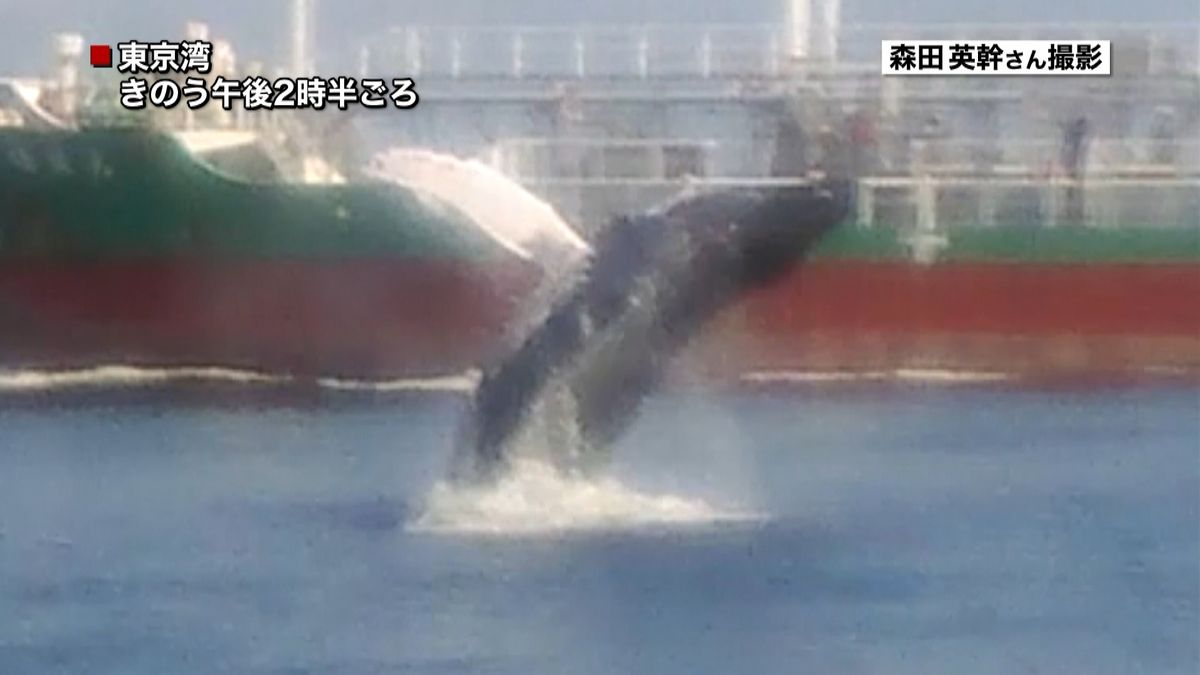 東京湾にクジラ？大ジャンプ、潮吹く様子も