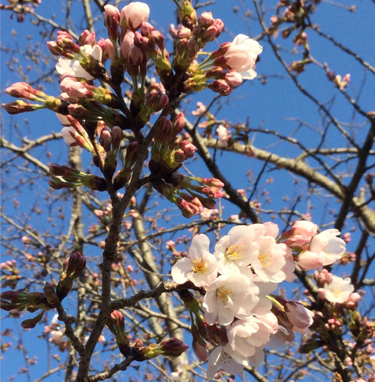 桜の開花から満開まで　今年の見頃は？
