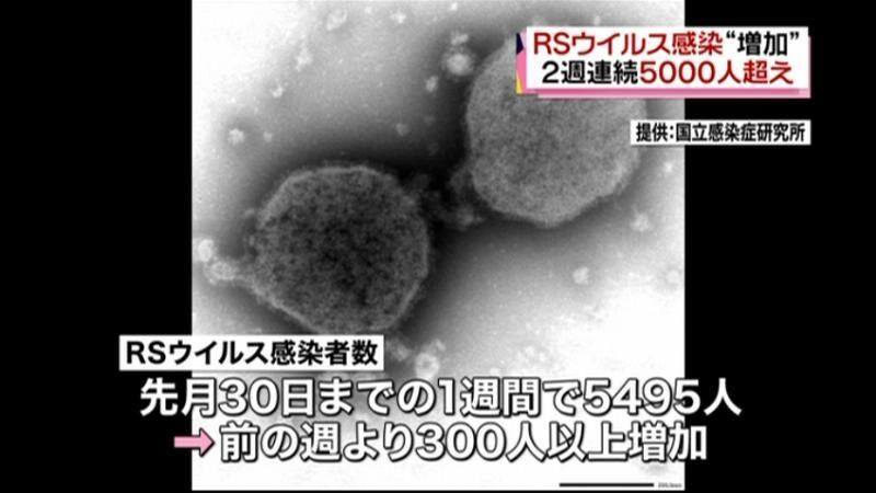 ＲＳウイルス感染“増加”２週連続５千人超