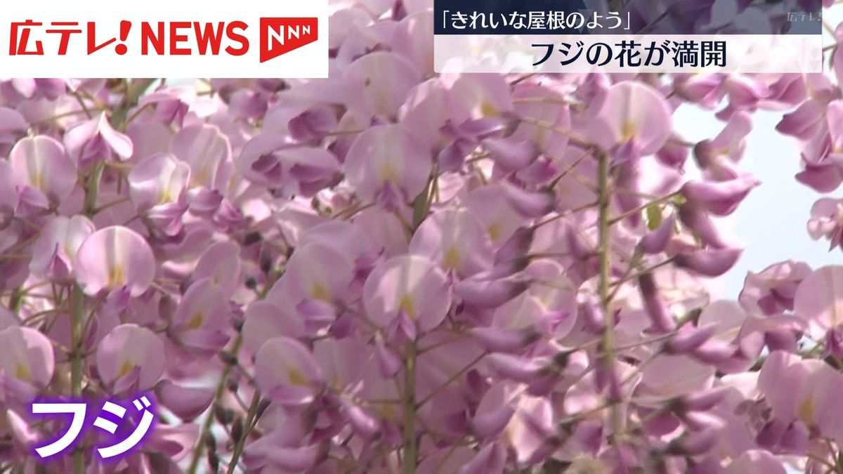 「きれいな屋根のよう」フジの花が満開　広島・世羅町
