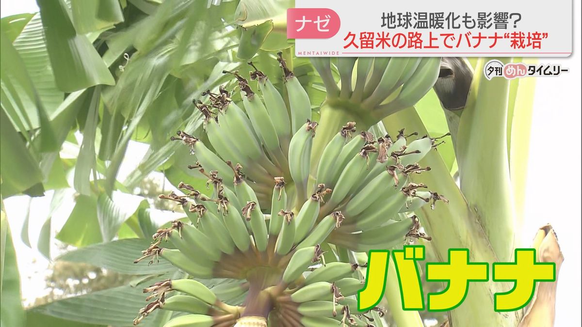 なぜ？福岡県久留米市の中央分離帯にバナナ！　「市に許可なく」植えた人は