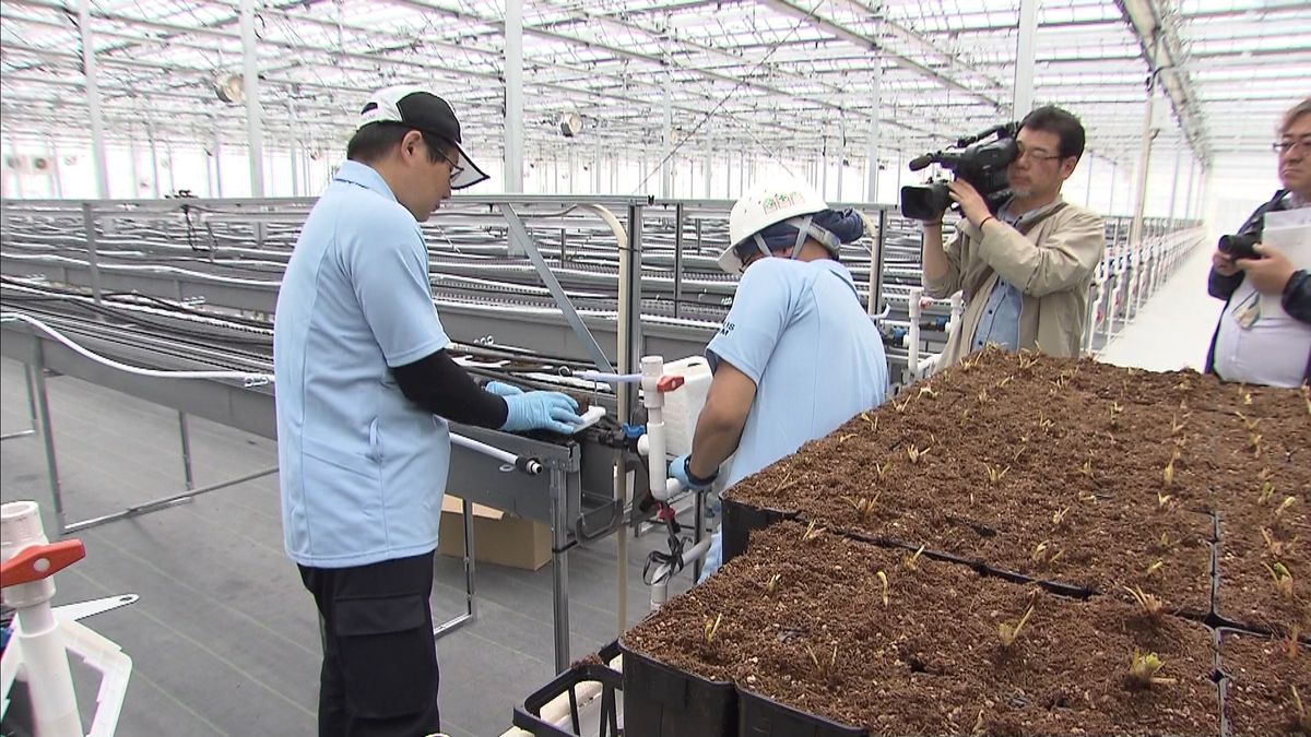 町民避難の福島・大熊町にイチゴ栽培施設