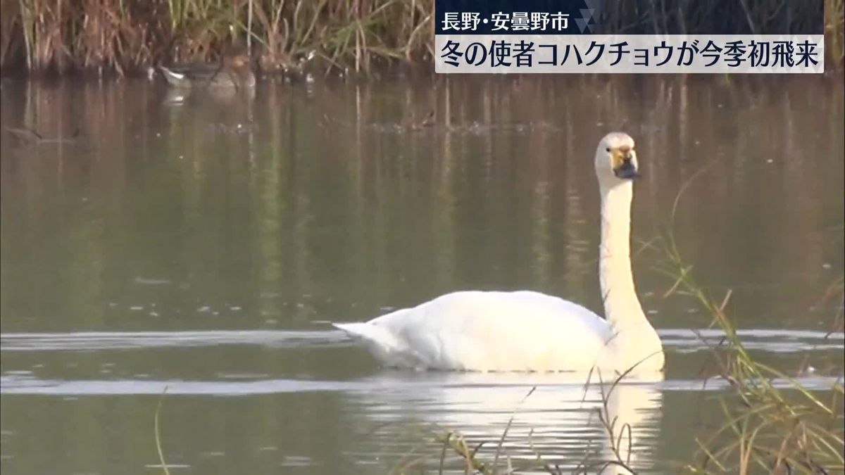 “冬の使者”コハクチョウの今季初飛来を確認　ピークは来年1月下旬～2月上旬　長野・安曇野市