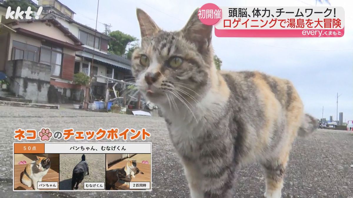 "猫の島"で｢宝探しの冒険｣ 制限時間に島内のチェックポイントを回り得点を競う