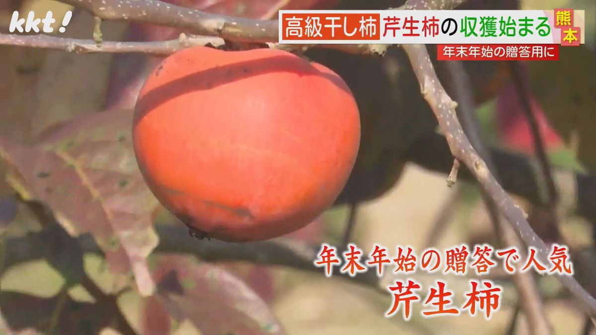 1個1500円!高級干し柿｢芹生柿｣の収穫 年末年始の贈答用として人気