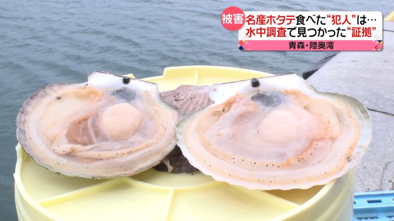 ホタテ食べた“犯人”は？調査で証拠を発見｜日テレNEWS NNN