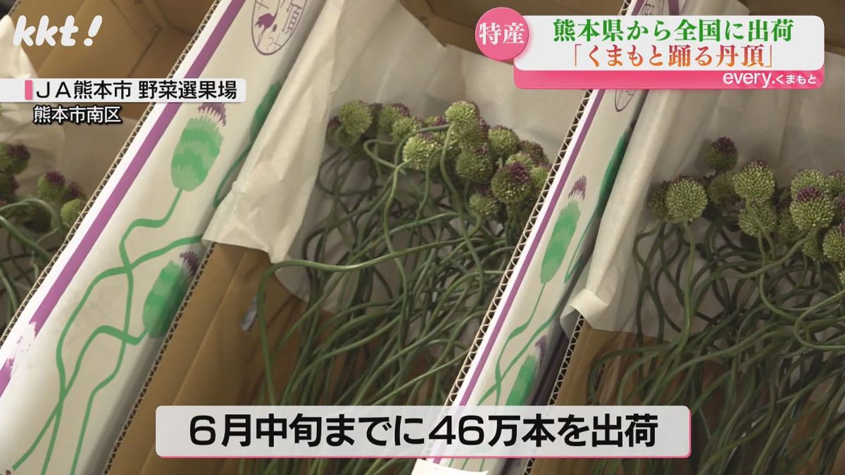 6月中旬までに46万本を出荷予定