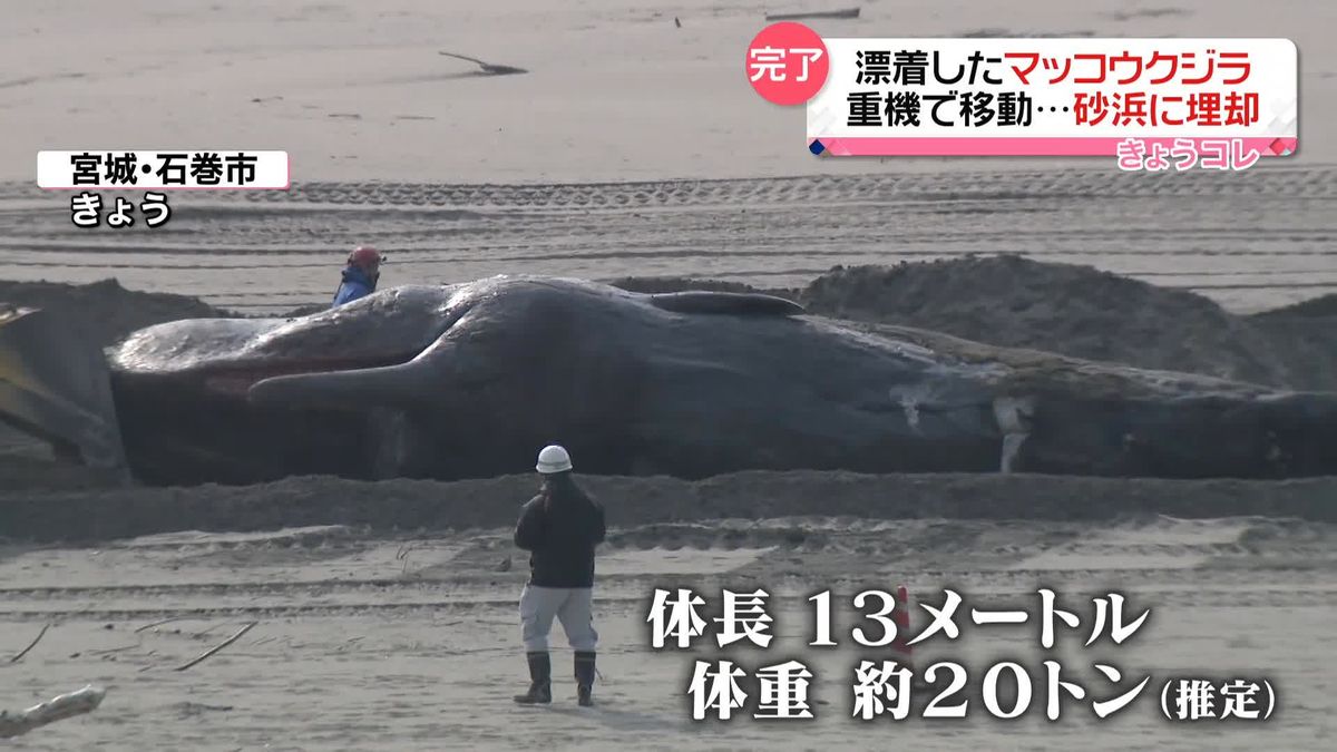 体長13メートル・体重20トン　漂着したマッコウクジラを砂浜に埋却　宮城・石巻市