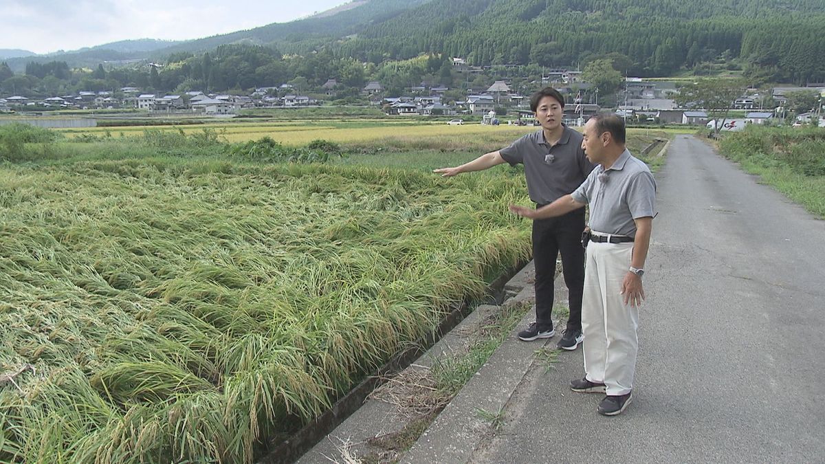 台風10号　新米の稲にも被害「悲しいせっかく作ったのに…」米不足への影響　在庫や価格は？　　