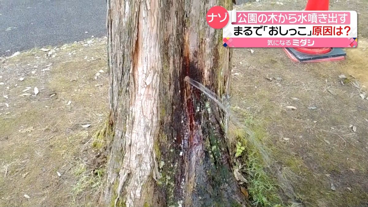偶然が重なり…公園の木から“水噴き出す”　富山市