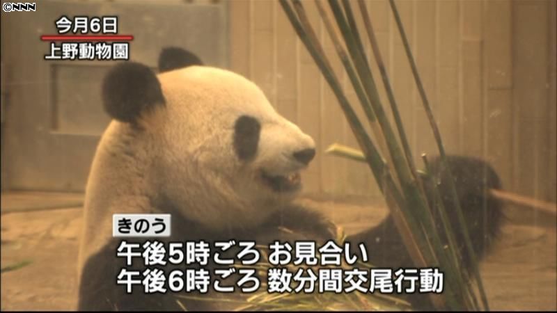 上野動物園のジャイアントパンダ　交尾確認